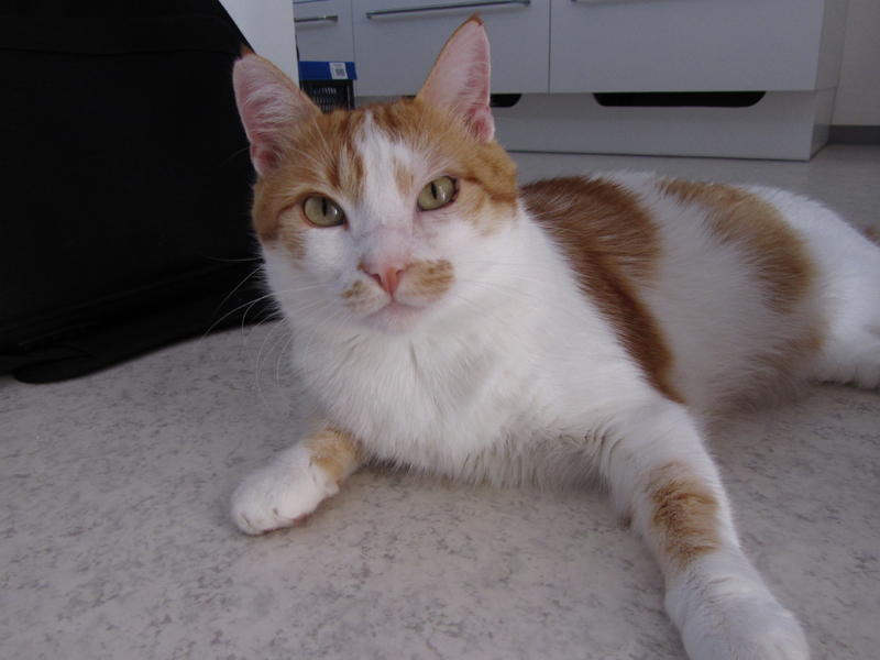 Slika