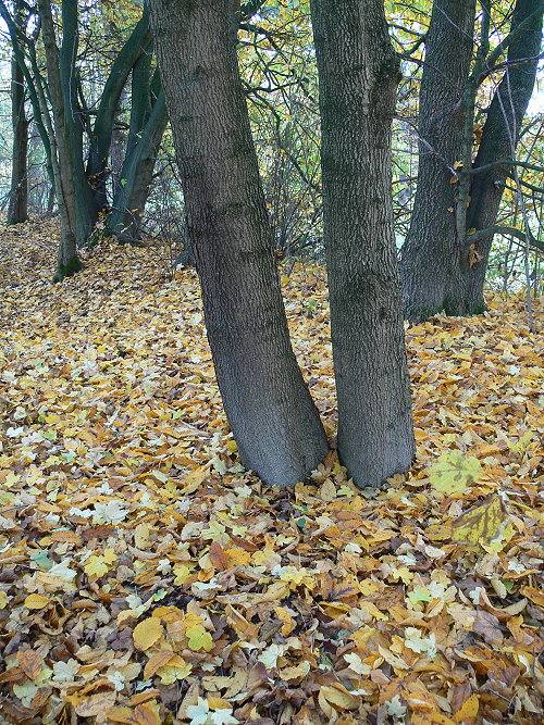[Bild: 16275338am.jpg]