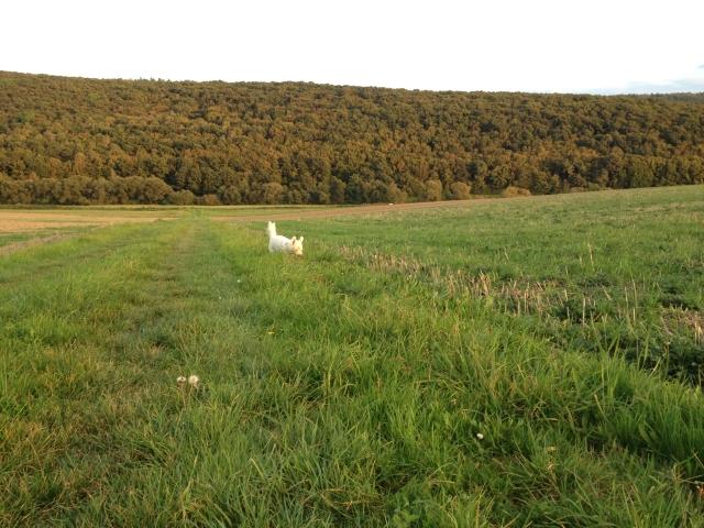 Bild