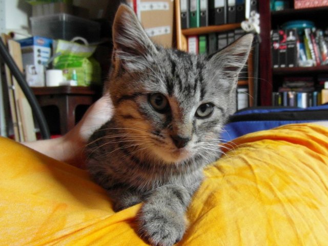 22896501qt.jpg