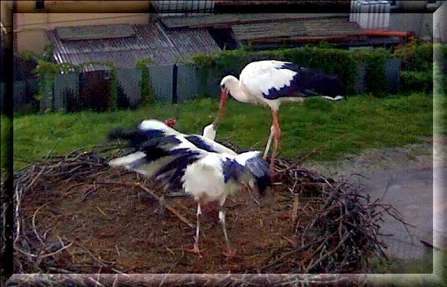 Bild