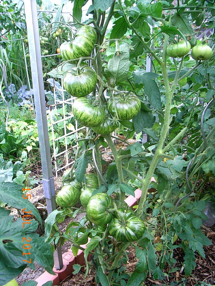 [Bild: 29800506ob.jpg]