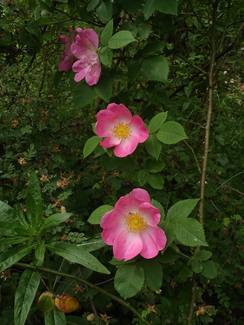 [Bild: 31636622xu.jpg]