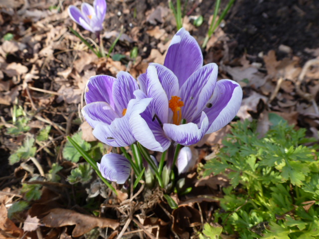 [Bild: 32098855fa.jpg]