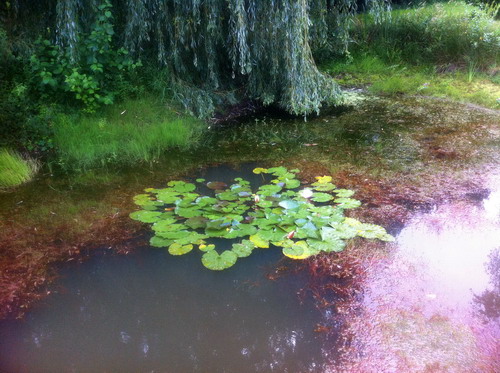 neuer aus NI stellt sich und seinen Teich vor...und die Probleme