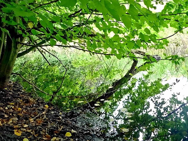 [Bild: 7964099syp.jpg]