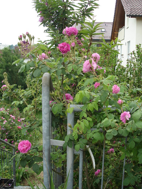 [Bild: 33707676eq.jpg]