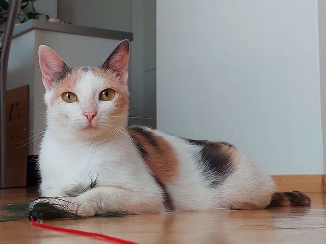46047754ip.jpg