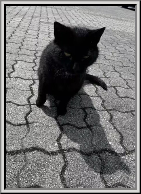 Katze Lysator